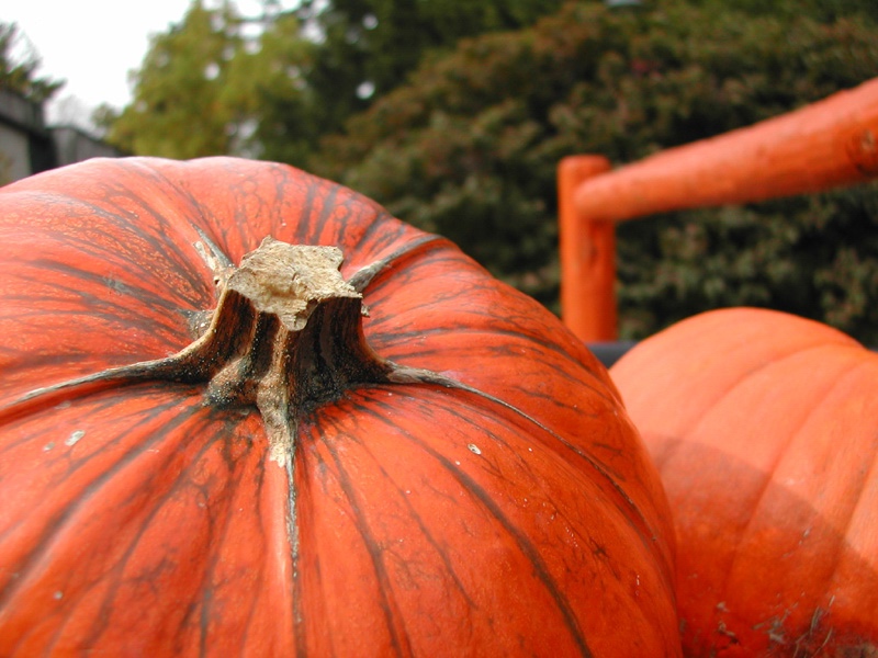 Pumpkin_Joe69